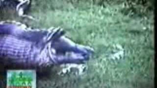 snake swallows a woman