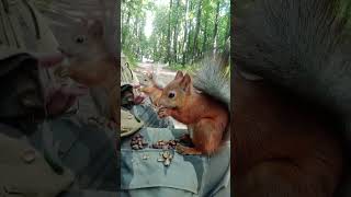 Белки у меня на коленях / Squirrels on my lap