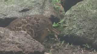 A Chinese Bamboo-Partridge busy for food at a national park