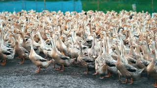 RAKYAT BEBEK // PENGEN PELIHARA BEBEK, ANGSA / SOANG. GEMES & MENGHIBURKU.