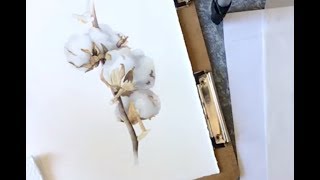 Цветок (коробочка) хлопка акварелью