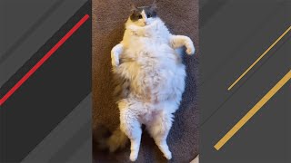 Charlie is old, fat and purrfect