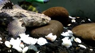 Marble Goby Sunday Feeding
