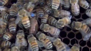 Пчеломатки ИО  Червление матки после инструментального осеменения  Queen bees artificial inseminatio