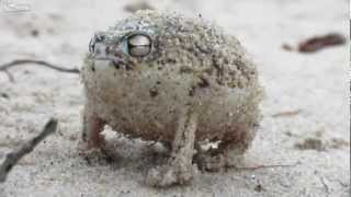 Weird Little Rainfrog - Wierd Rain Frog
