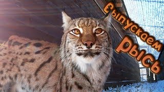 ВЫПУСКАЕМ ДИКУЮ РЫСЬ