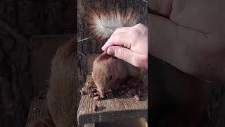 Погладил рыжую белку / Stroked a red squirrel