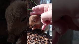 Хорошенькая белочка / A pretty squirrel