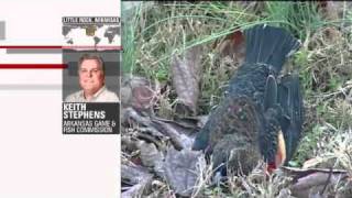 5,000 dead Birds + 100,000 dead Fish in Arkansas (01/01/2011 - USA)