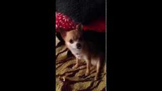 Mon petit DREAM est très drôle. Моя маленькая собачка My little chiwawa
