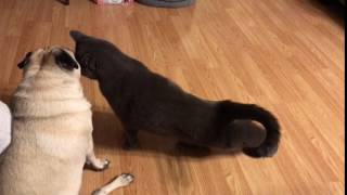 Smokey & Pickles