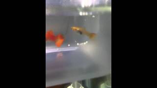 Breeding net DIY