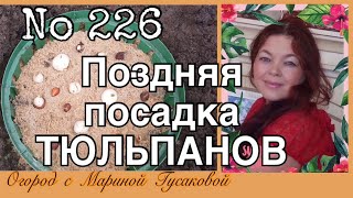 226.  Посадка тюльпанов в октябре.  Огород с Мариной Гусаковой