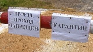 Беларусь усиливает защиту от африканской чумы -- населению компенсируют потери