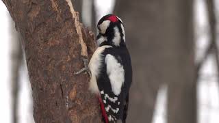 Дятлы любят кедровые орехи / Woodpeckers love pine nuts