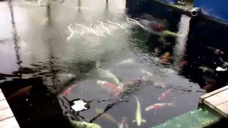 Japankoi-wild, Japanische Belüfterstange mit 200cm Länge!!!!