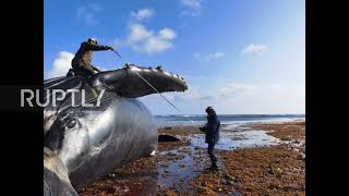 Russia: 13-metre whale carcass washes up on Bering Island