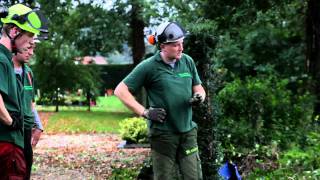 dismantling a tree