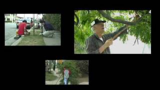 TreePeople: Trees Need People