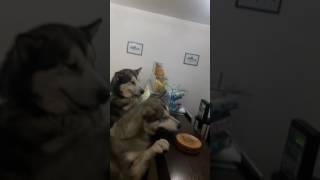 МАЛАМУТЫ ПРИШЛИ ЗА ПИВОМ