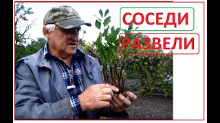 ВИШНЯК от соседей. Борьба с порослью вишни
