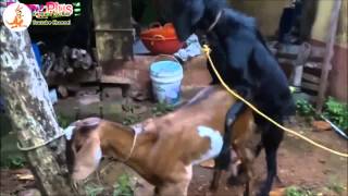 GOATS MATING Compilation Video 2015 Part 1  Best Funny Animals Mating