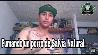 Fumando salvia 1x (Natural) & sus efectos psicodelicos (+18)