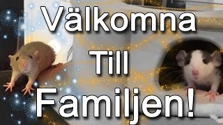 Välkommen Till Familjen Lilly & Jessie!!