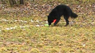 фризби 04.11.10