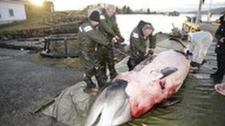 Vis daugiau jūros gyvūnų pražudo žmonių išmetamas plastikas