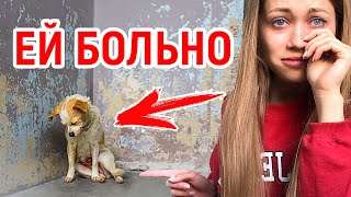СПАСЕНИЕ СОБАКИ | Anny May