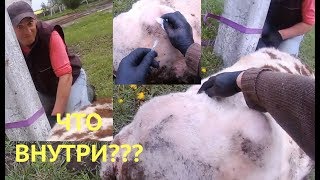 ОГРОМНАЯ ШИШКА У БЫКА. ЧТО ВНУТРИ???