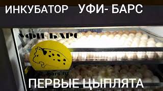 Инкубатор УФИ-БАРС.Первые цыплята