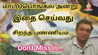 மாட்டுப்பொங்கல் அன்று இதை செய்வது சிறந்த புண்ணியம்...pongal in tamil Don't Miss it....
