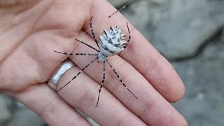 Пауков показываем! Ядовитое!