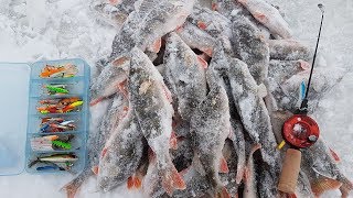 Рыбинка. Окуневое эльдорадо. Леонидыч на рыбалке #3