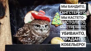 Сыч на стиле. Совёнок Лучик делает себе модный лук, не зная, что инстаграм то не работает!