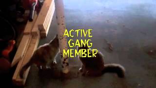 Gangster Cat (A$AP Gonzo)