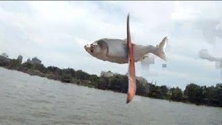 Kill of the Week - Boomerang vs. Asian Carp