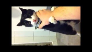 Naked cat fight