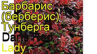 Барбарис тунберга Дартс Ред Леди. Краткий обзор, описание характеристик, где купить саженцы