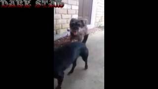 DARK STAlb - СРОЧНО!!! URGENT!!! Нужна помощь собаке!!! Help the dog!!!