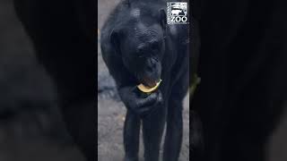 Animals get Valentine Enrichment - Cincinnati Zoo #shorts