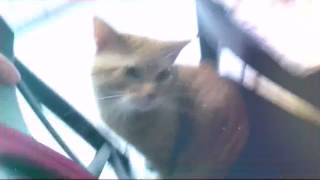 Клип про кошек!