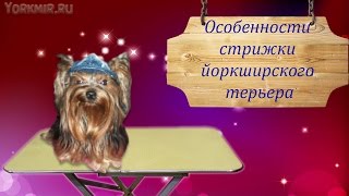 Особенности стрижки йоркширского терьера