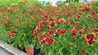Coreopsis Desert Coral (Tickseed)