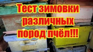 ???КАК ЗИМУЮТ СРЕДНЕРУССКИЕ ПЧЁЛЫ, БАКФАСТ И КАРНИКА, ЕСТЬ ЛИ РАЗНИЦА