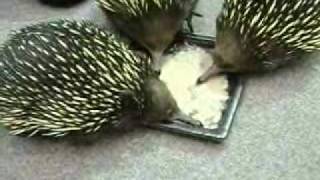 Echidnas