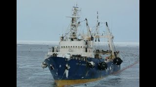 Как обрабатывают рыбу в море