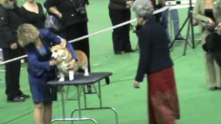 DogStatus.ru: Памяти Сабанеева-2010, BEST IN SHOW